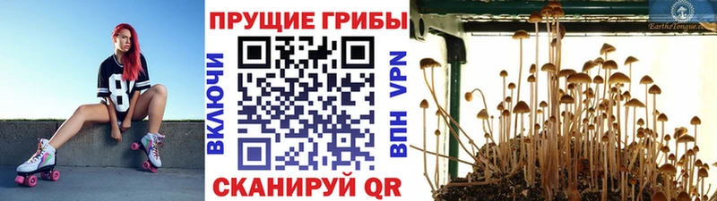 дарнет шоп  Спас-Деменск  Псилоцибиновые грибы Magic Shrooms 
